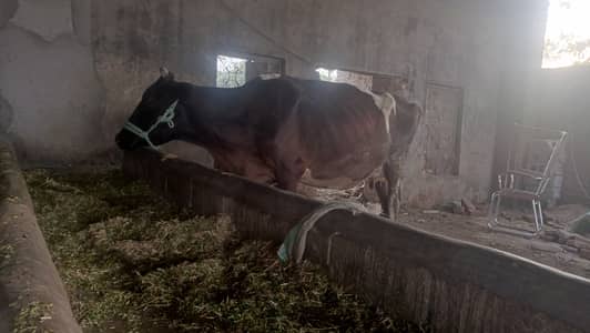 Fresh cow  3rd timer 13 kg milk