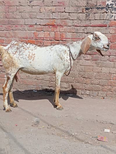 top quality makhi chini 03141446467