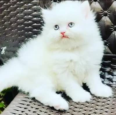 Persian female kitten for sale My WhatsApp number 03 25 022 67 56