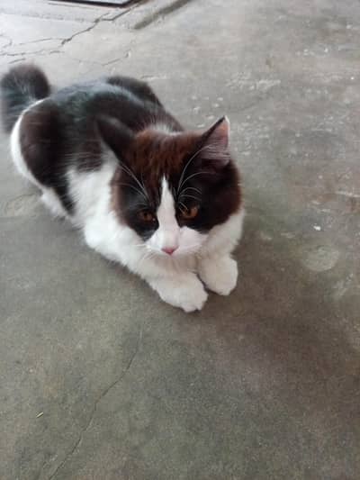 ful active cute cat hay