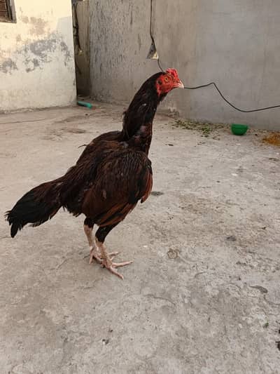 Aseel very beautiful quality