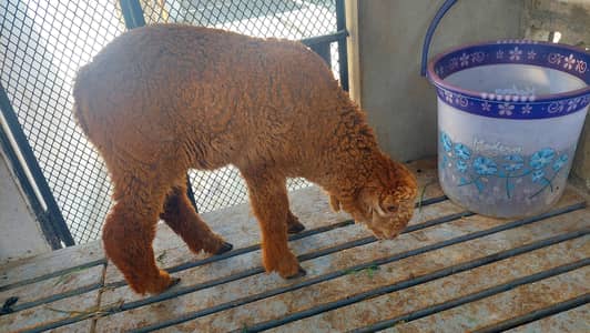 Kharay ki Sheep Kid Female