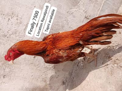 Aseel murgha final price 03165275173