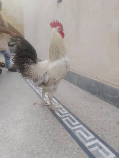 Pure Fayoumi (Misri) Murga for Sale – Healthy & Active