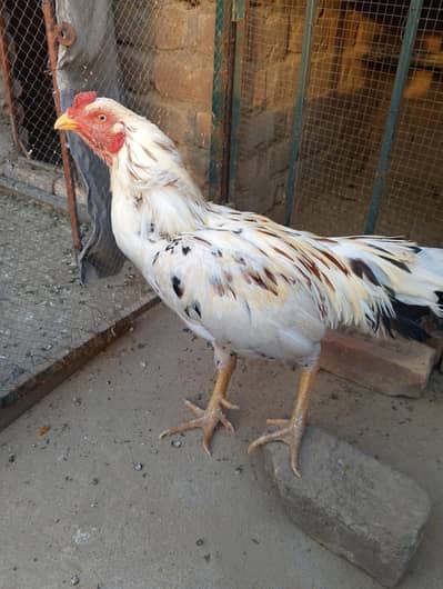 aseemugra for sale  03185799725