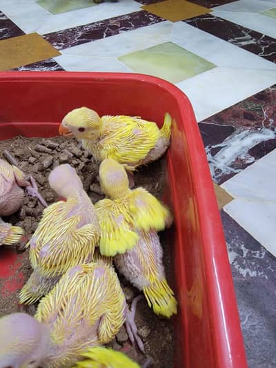 YELLOW RING NECK AND RAW  CHICK'S FOR SALE