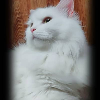 Persian Cat For Sale | Cats To Fale