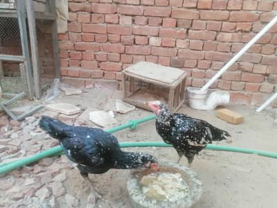 3 murgia aseel original 1 saal age