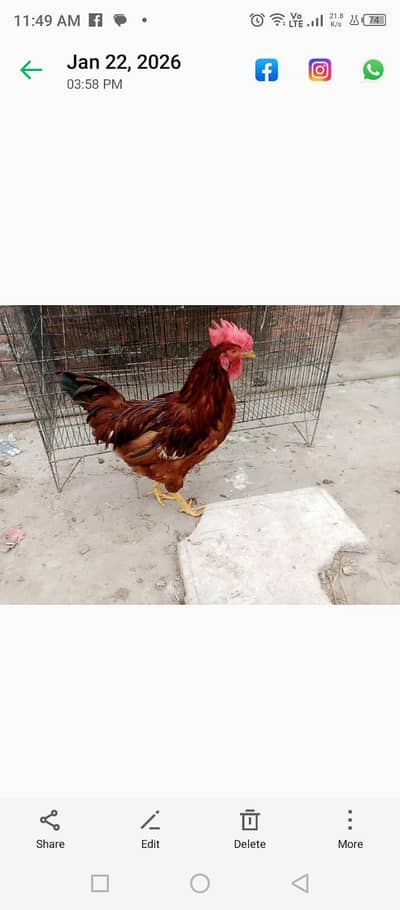 RiR aur Astralope aur Desi murgay for sale