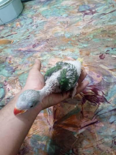 kashmiri raw parrot baby
