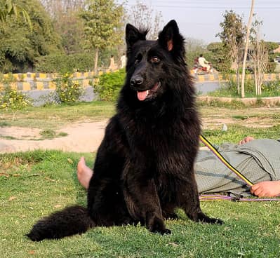 show quality  gsd lowbak black female  for sale
