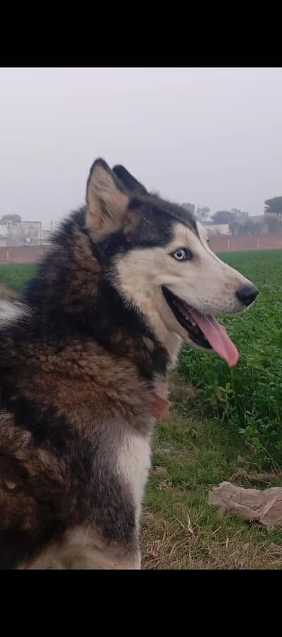 Husky Male & Female Full Healthy And Active