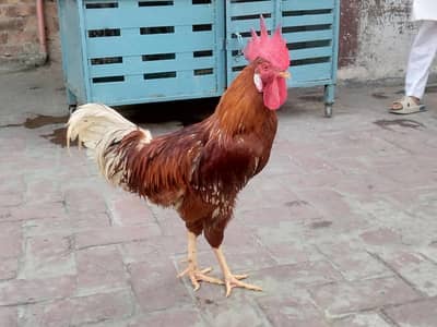 Desi Murgha And Desi Murghi