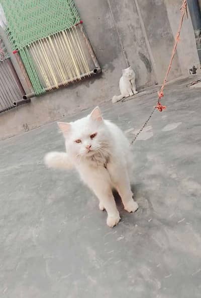 White Coloured Persian