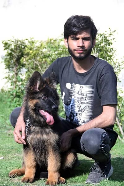 German Shepherd puppy | Long Coat puppies | Dog For Sale | GSD