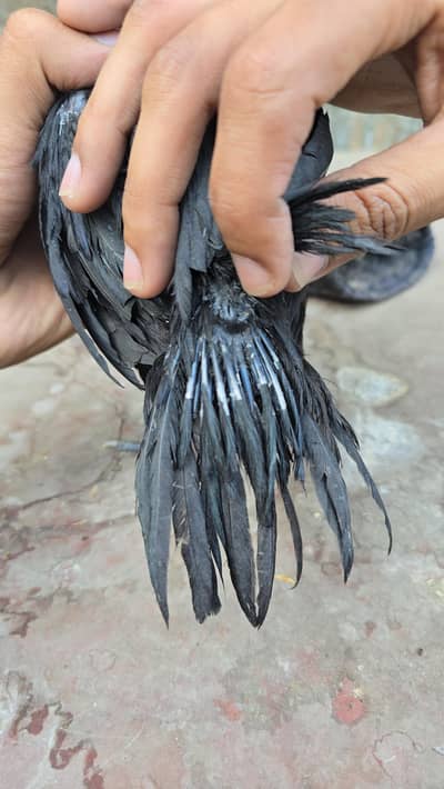 Dragon breed Available