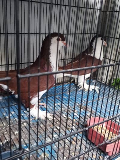 Lahore sherazi breeder pair