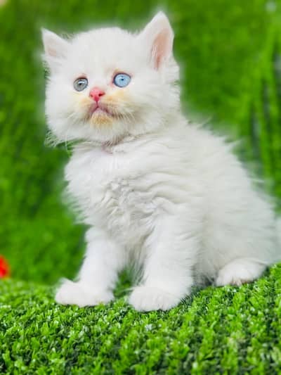 Persian blue eyes odd eyes kittens