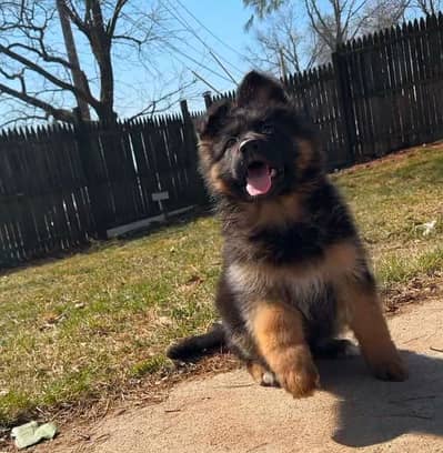 German Shepherd puppy | Long Coat puppies | Dog For Sale | GSD