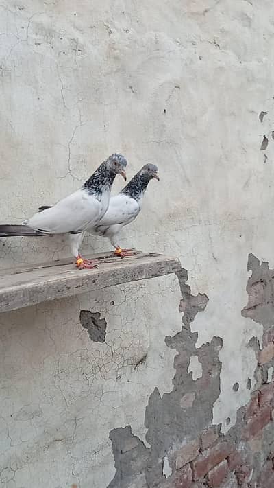 Golden bache for sale 03074975591