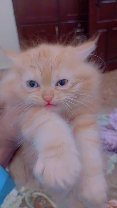 Persian Triple coat long hair Fivepunch impoted Full train vaccinated