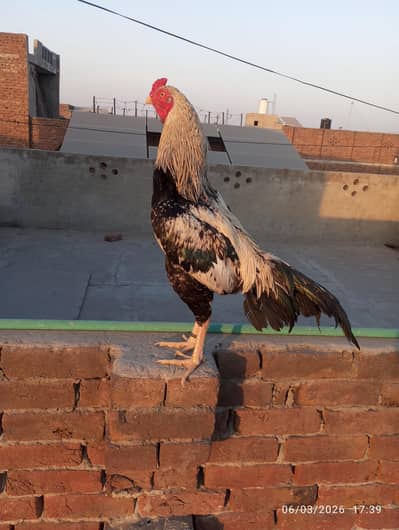 aseel patha for sale  bht mazbot patha h