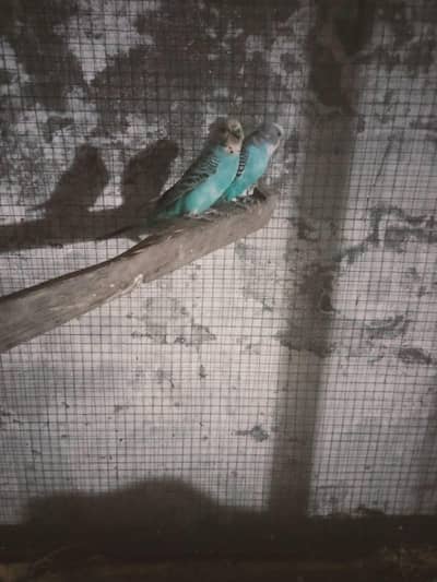 Australian breeder pair and 1 parrot gift