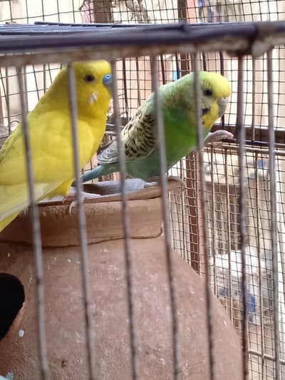 Australian parrots /budgies available
