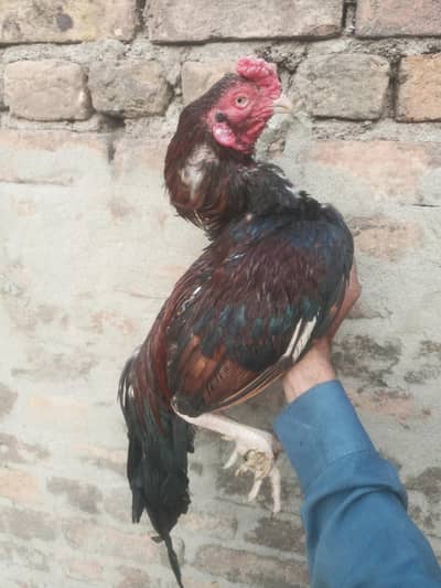 amroha pair 03335303785