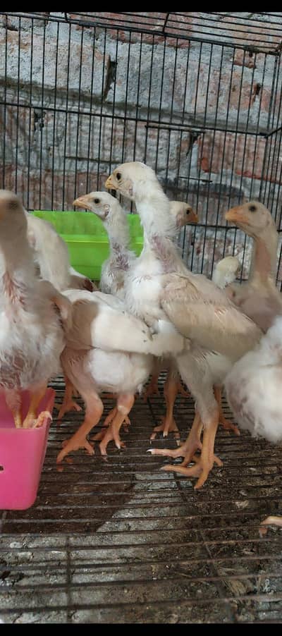 WHITE SHAMO CHICKS