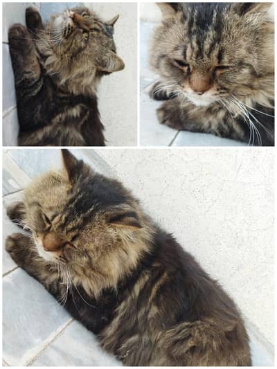 Persian Cat For Sale