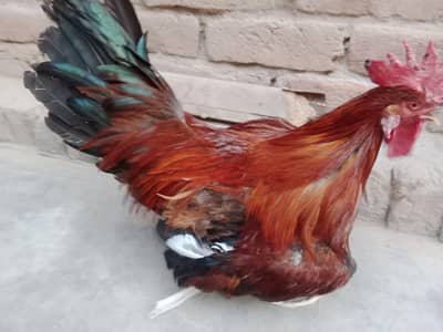 aseel murga for sale