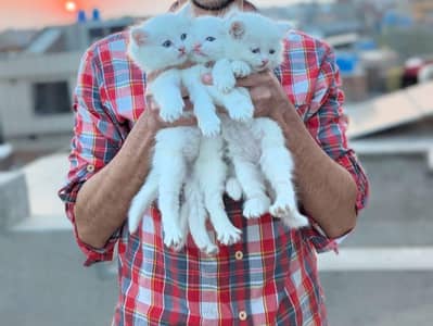 Persian kittens for sale