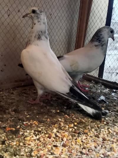 Siakoti or parwazee bachy Available