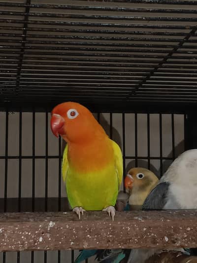 lovebirds for sale health and active contact 0308/6512908