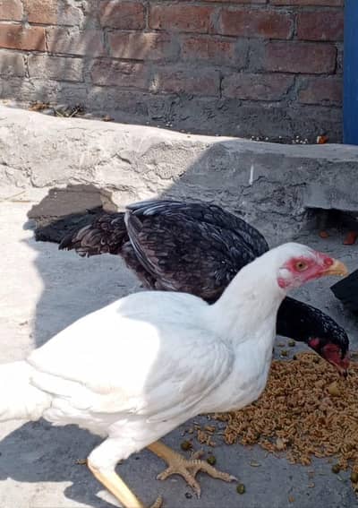 Contact Nambr__03299425650