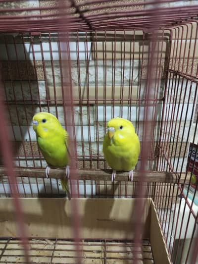 badgies pair for sell