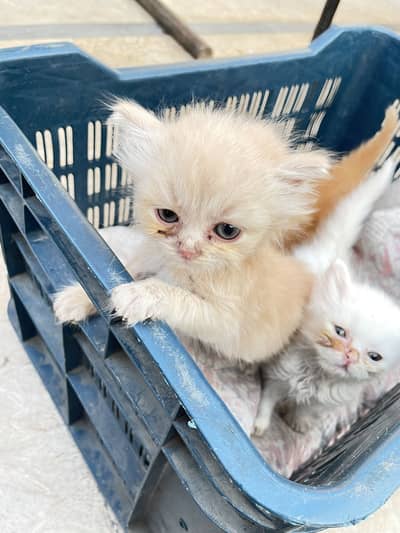 Persian kittens for sale in reasonable price
