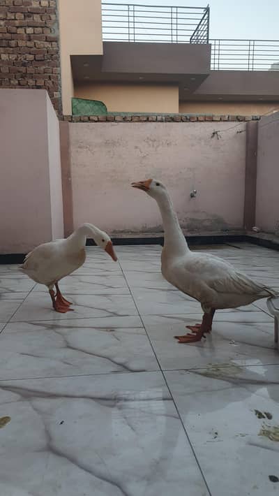 Adult Geese Pair