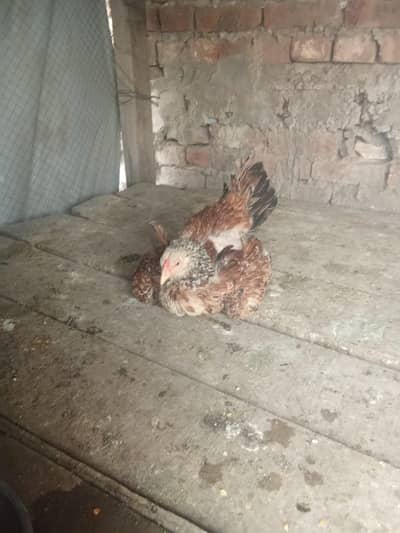 2 beautiful kurak hens looking for new home