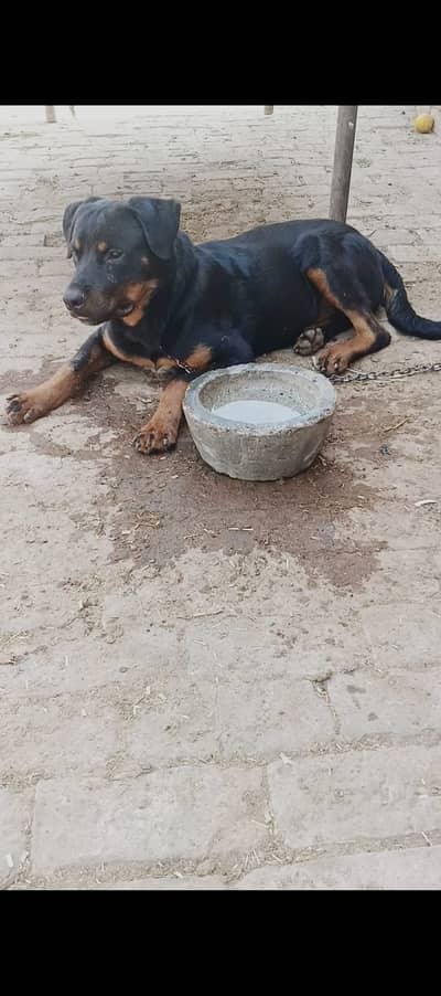 rottweiler male dog available for sale