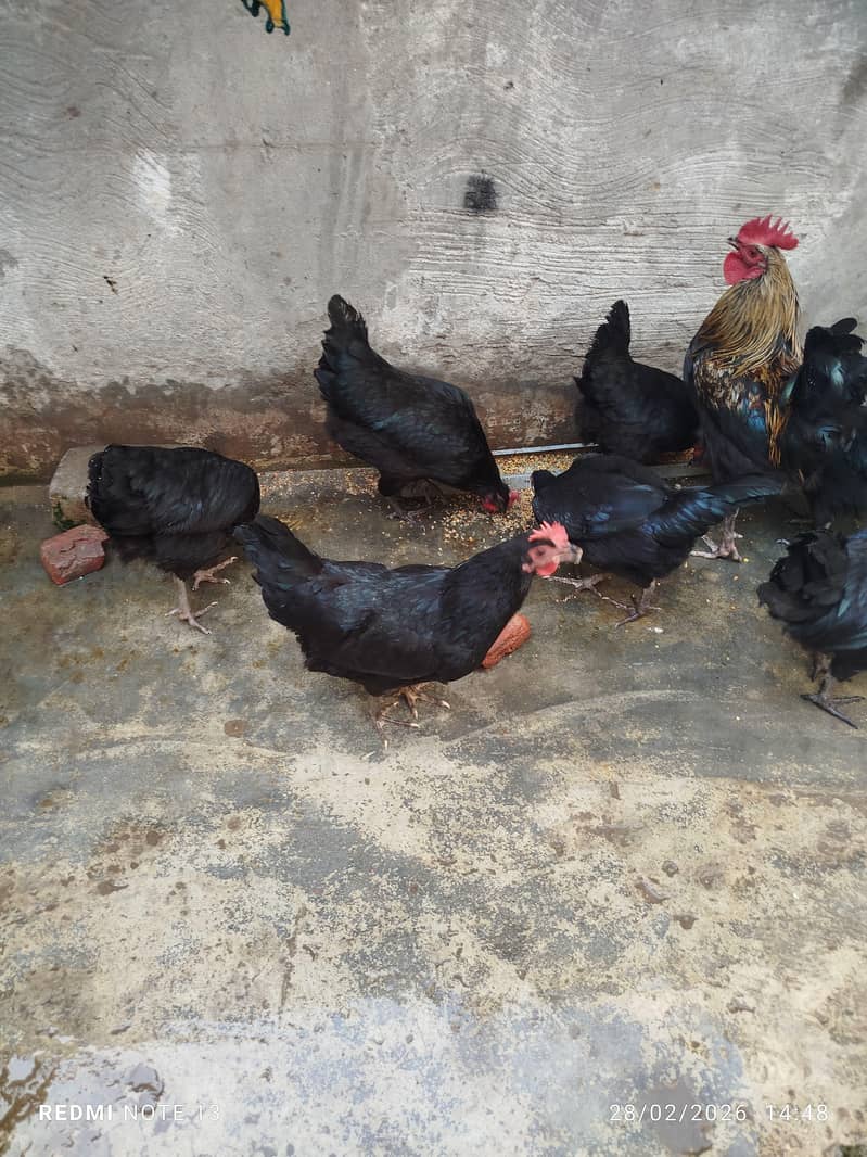 Australorp مرغی فروخت کے لیے | اچھی نسل 0