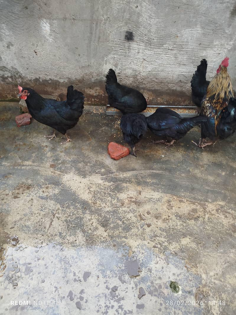 Australorp مرغی فروخت کے لیے | اچھی نسل 1