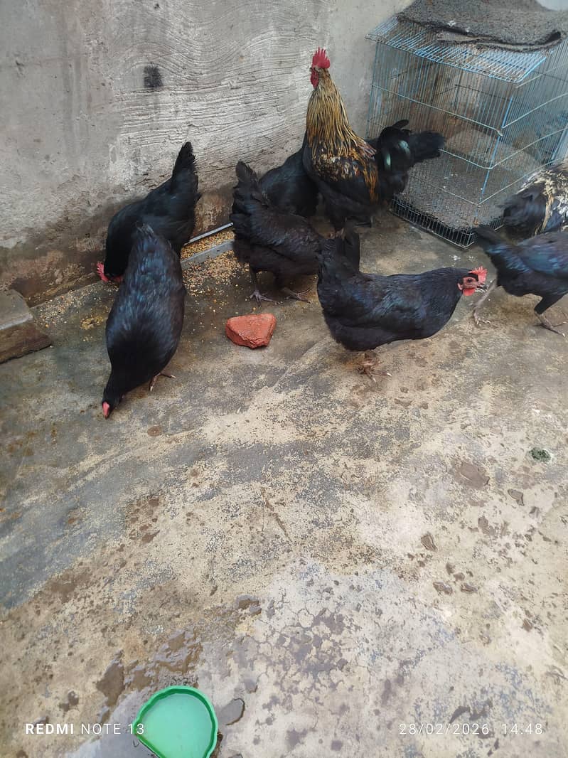 Australorp مرغی فروخت کے لیے | اچھی نسل 2