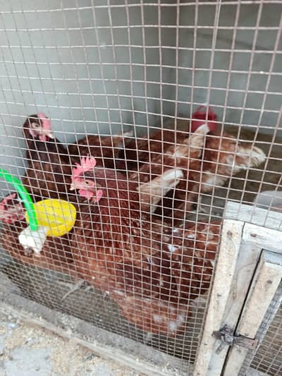 High Quality Lohman Brown Hens - Active & Daily Egg Laying