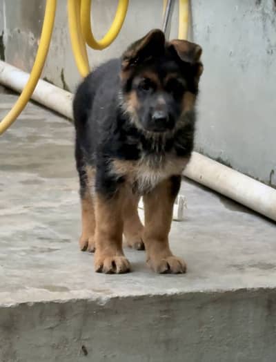 German shepherd Black and Tan puppy