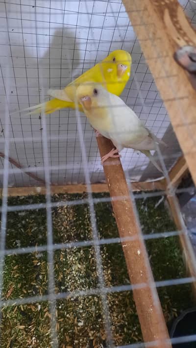 Red Eyes Breeder Pair in Yellow Colour