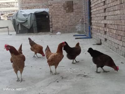 Healthy active Egg  laying hens