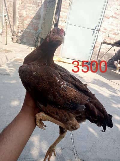 Healthy and active  urgent sell 03032507611