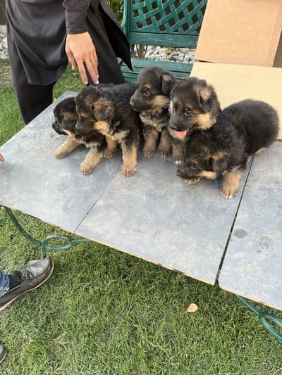German shepherd puppies